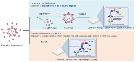 lentivirus elisa